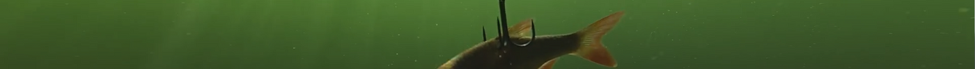 Koud water, dikke vis: snoek vangen met doodaas