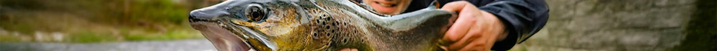 Werpend op forel in stromende beekjes: misschien wel de mooiste visserij die er is