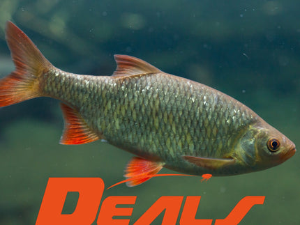 flohpro-witvis-deals