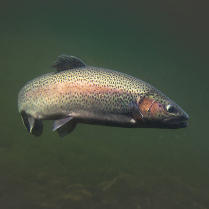 Collection image for: Forel