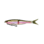 Rainbow Trout
