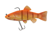 Goldschleie - 14cm/5,5 Zoll