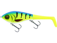 Striped Bluegrass 1 Body 2 Tails
