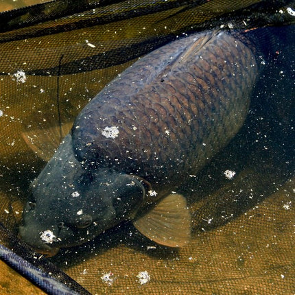 NASH Scope Black OPS Landing Net