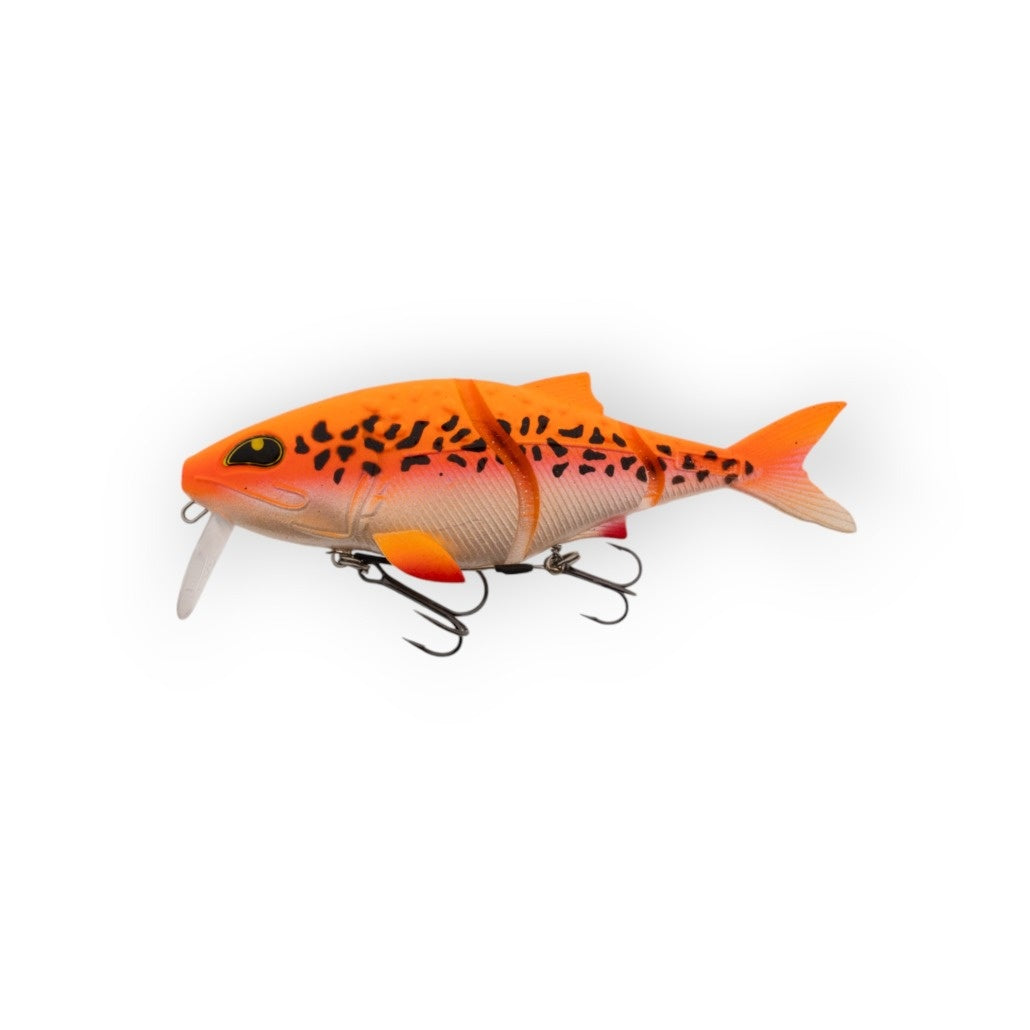 Albino Koi