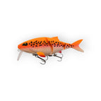 Albino Koi