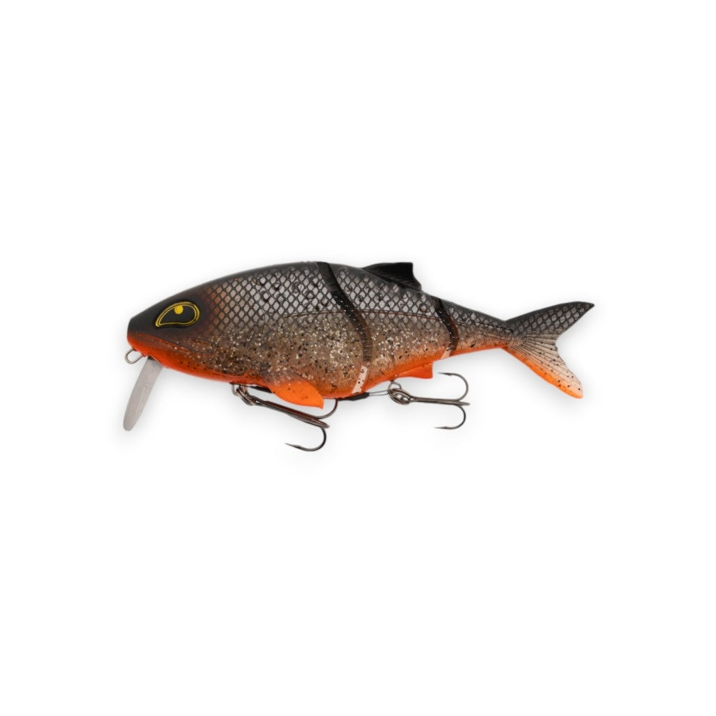 Fancy Roach