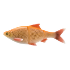 4D LT Roach 32CM 420G SS ALBINO ROACH