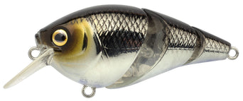 Pompano