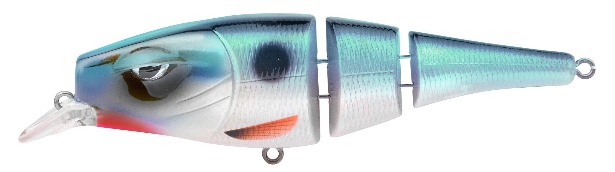 Bluefish