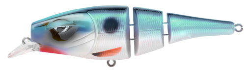 Bluefish