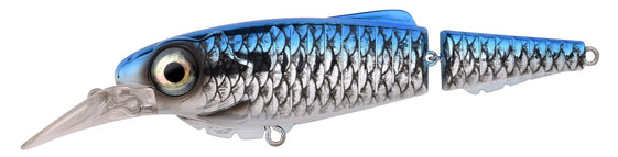 Silverfish