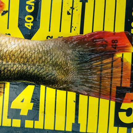 Spro Ruler