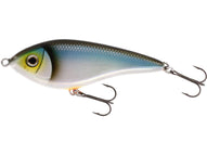 BLUEBACK HERRING 4
